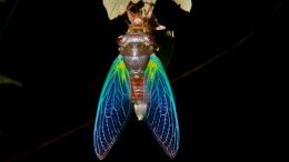 A newly emerged cicada hangs upside down from a branch, its bright blue and green wings capturing the essence of summer nights beneath a black background.