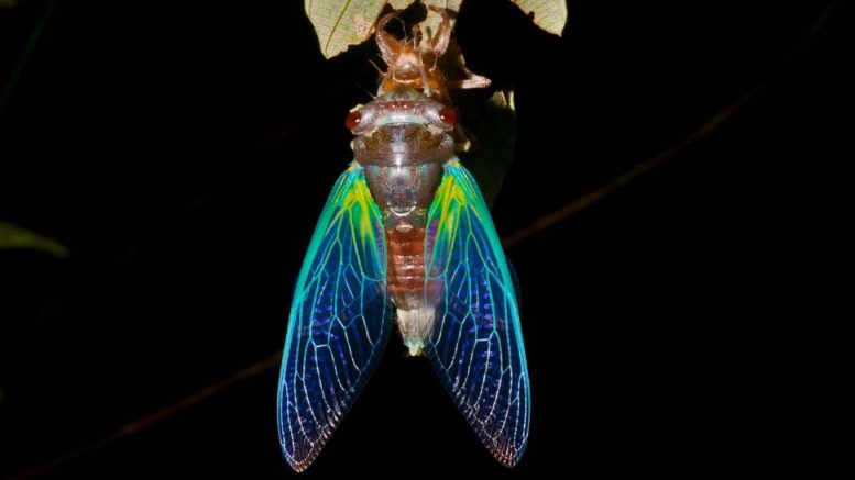 A newly emerged cicada hangs upside down from a branch, its bright blue and green wings capturing the essence of summer nights beneath a black background.