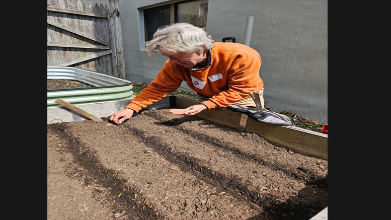 Person in an orange sweater planting seeds in rows in a raised garden bed outside, helping to grow fresh produce for the community near a wooden fence and a building.